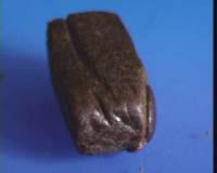 maroca